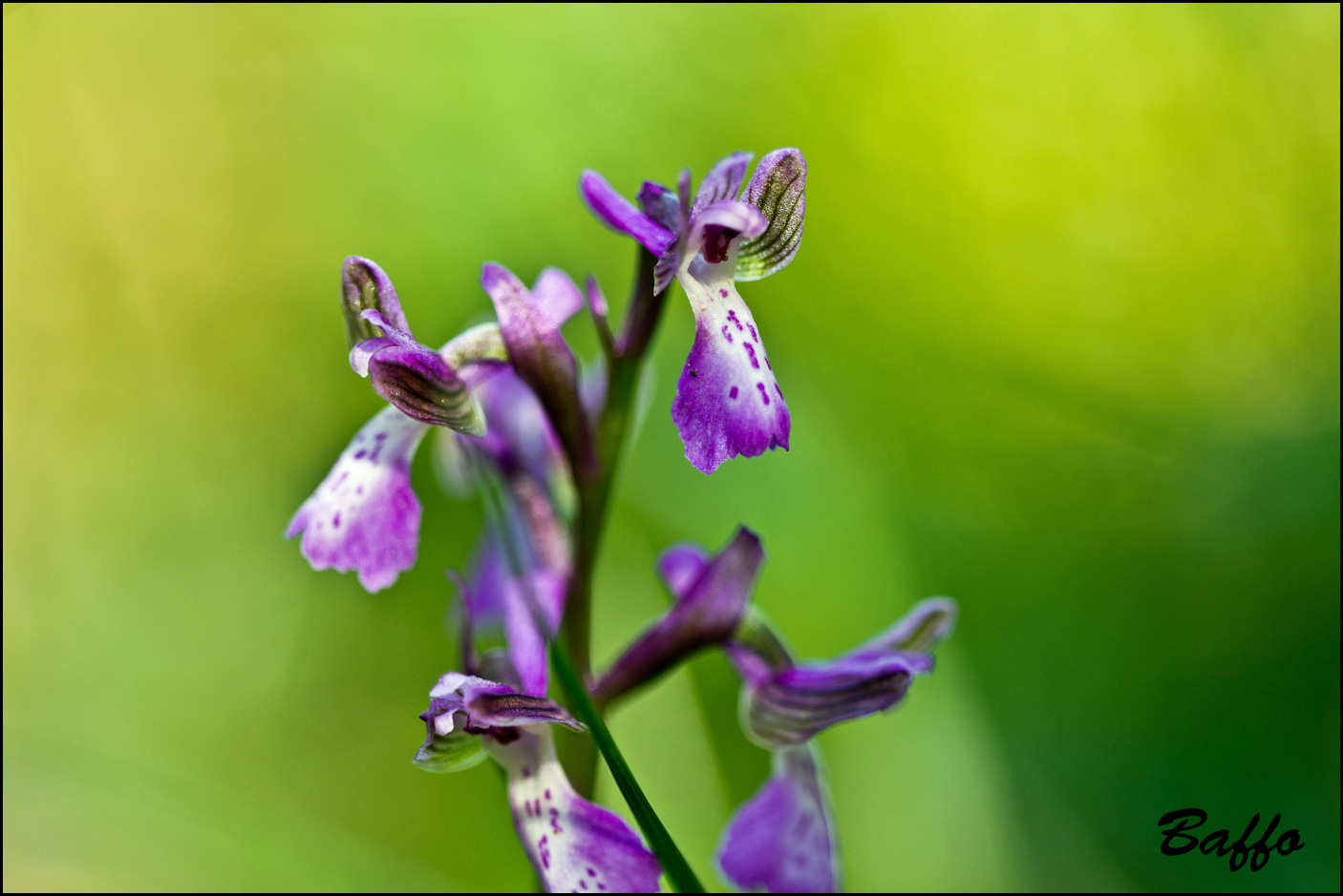 Anacamptis morio